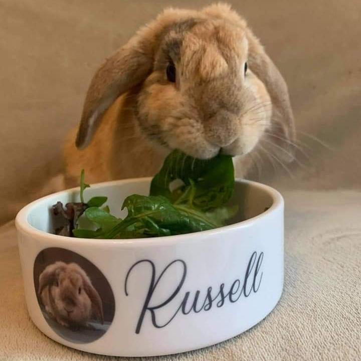 Personalised Dog Bowl , Pet Bowl , Cat Bowl , Feeding Bowl , Pet Water Bowl