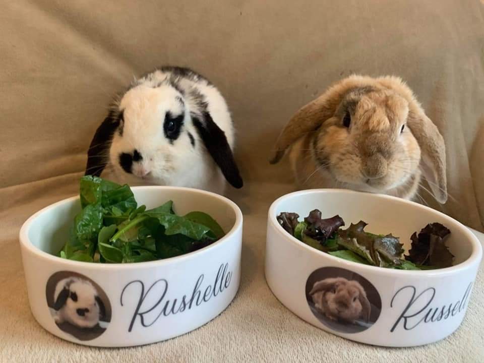 Personalised Photo Dog, Cat, Rabbit Bowl