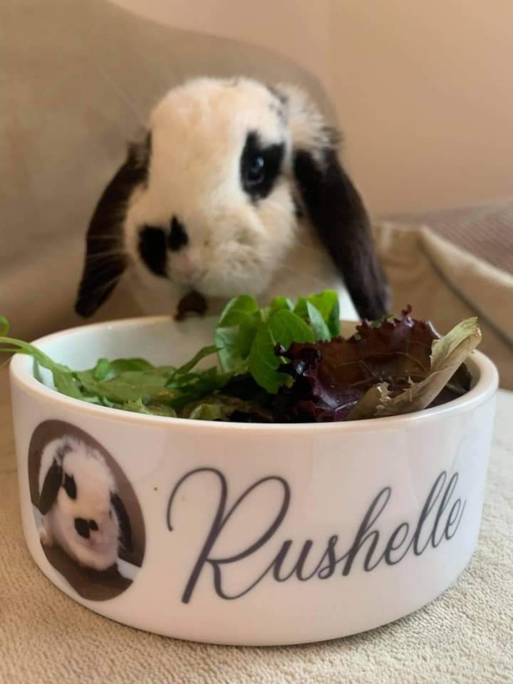 Personalised Photo Dog, Cat, Rabbit Bowl