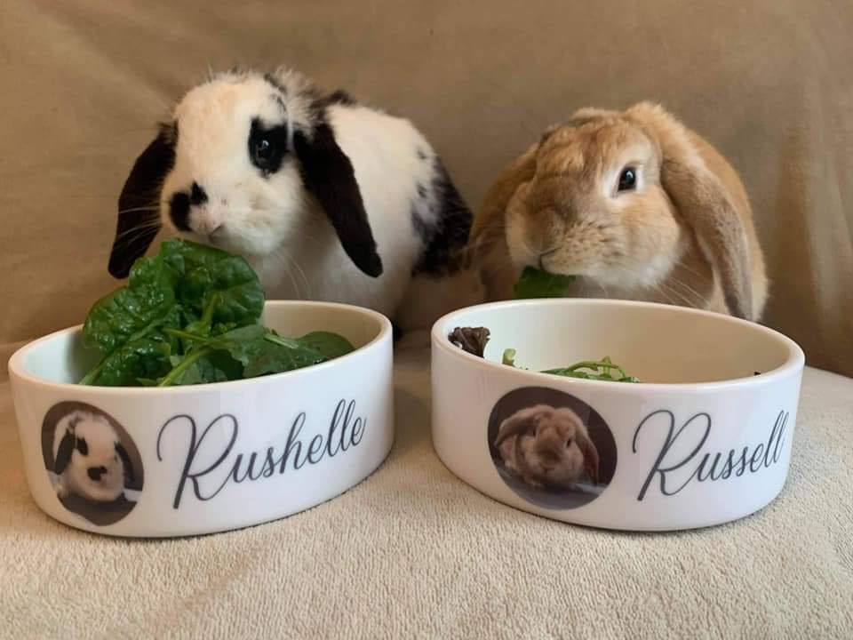 Personalised Dog Bowl , Pet Bowl , Cat Bowl , Feeding Bowl , Pet Water Bowl