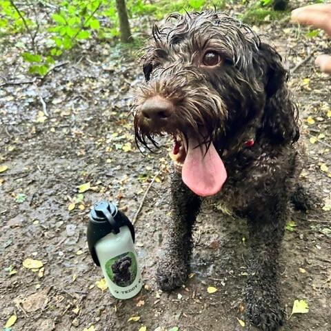 Personalised Pet Dog Water Bottle